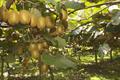 kiwifruit 